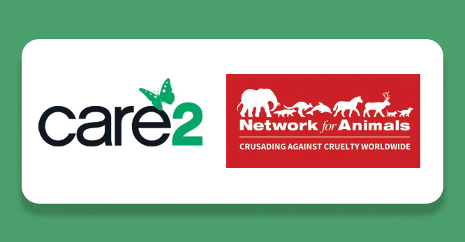 Network for Animals Case Study